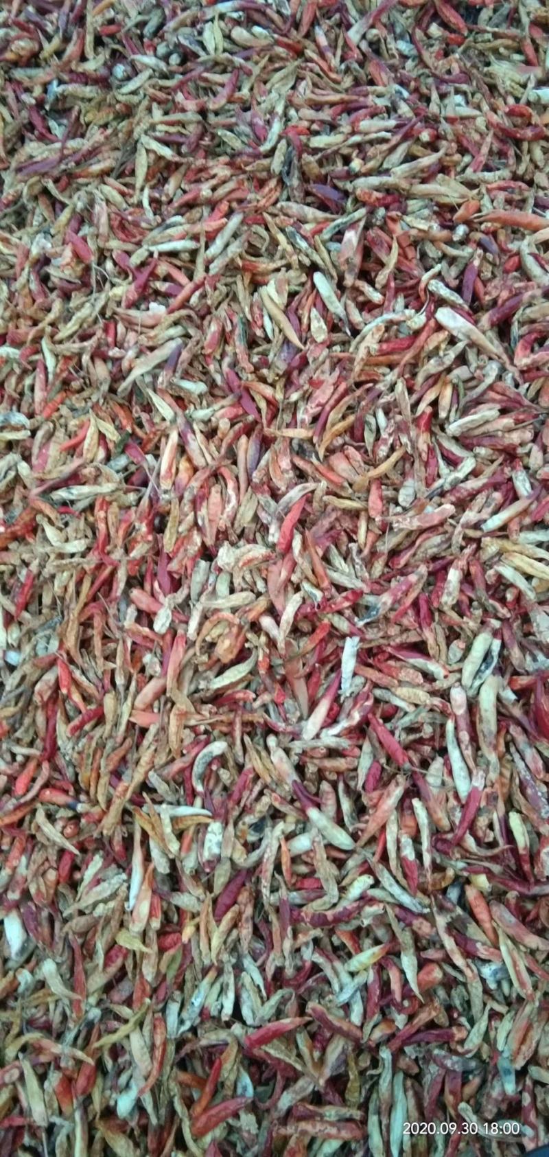 花皮干辣椒，三樱八号花皮干辣椒，河南花皮干辣椒