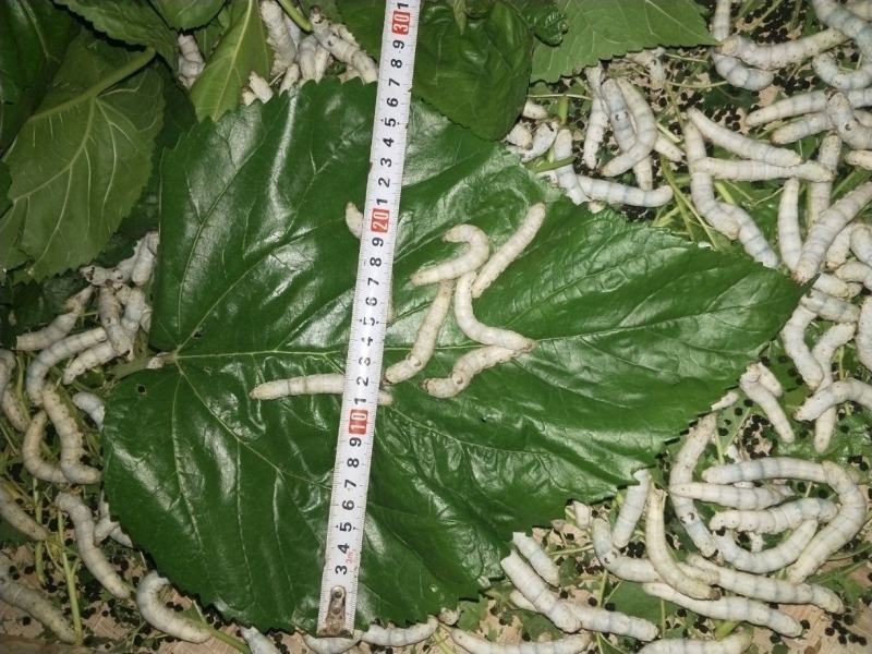 强桑一号嫁接苗高产量叶丝含量高包对版