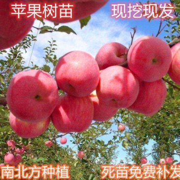 红富士苹果苗现挖现发包品种死苗补发