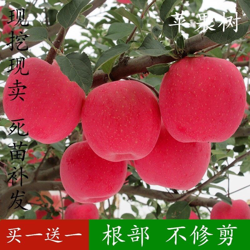 红富士苹果苗现挖现发包品种死苗补发