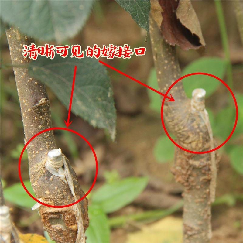 红富士苹果苗现挖现发包品种死苗补发