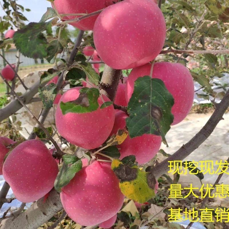 红富士苹果苗现挖现发包品种死苗补发