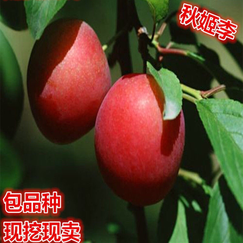 秋姬李子苗现挖现发包品种包成活死苗补发