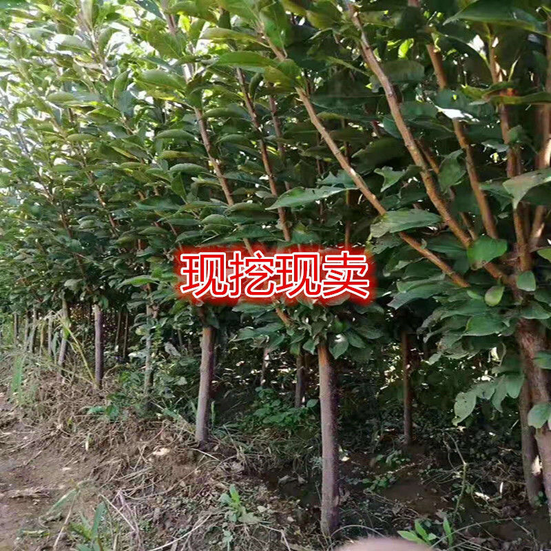 秋姬李子苗现挖现发包品种包成活死苗补发