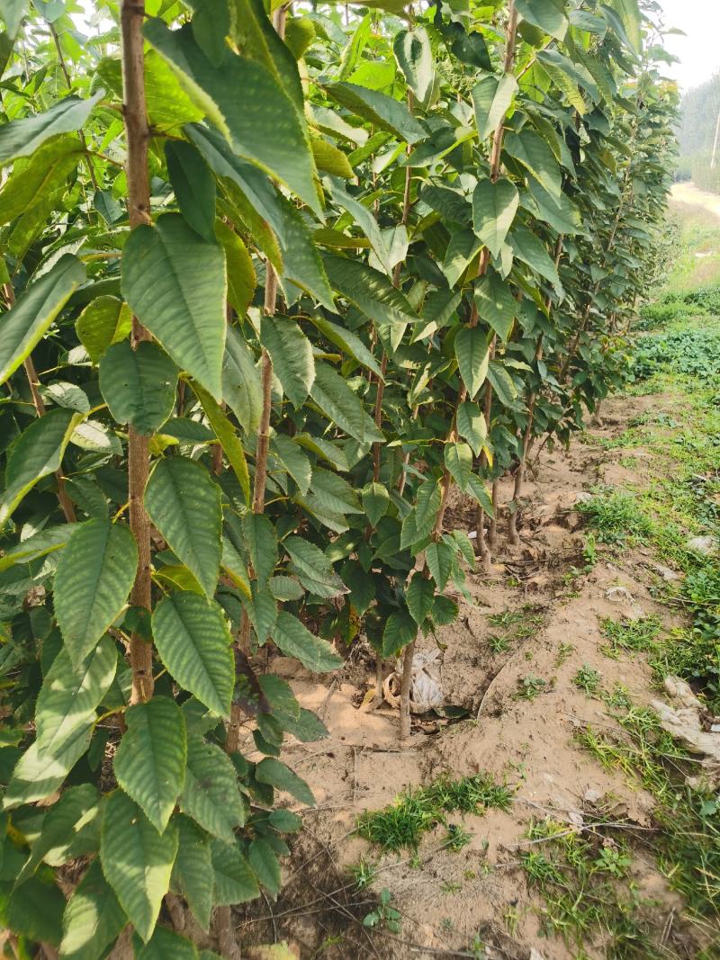 黑珍珠樱桃苗基地直销量大优惠保质保量死苗补发