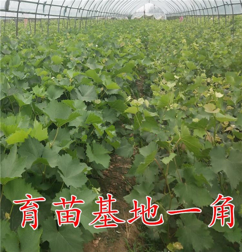 金手指葡萄苗现挖现发包品种包成活死苗补发