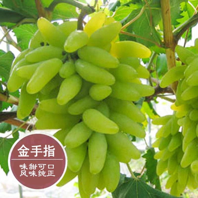 金手指葡萄苗现挖现发包品种包成活死苗补发