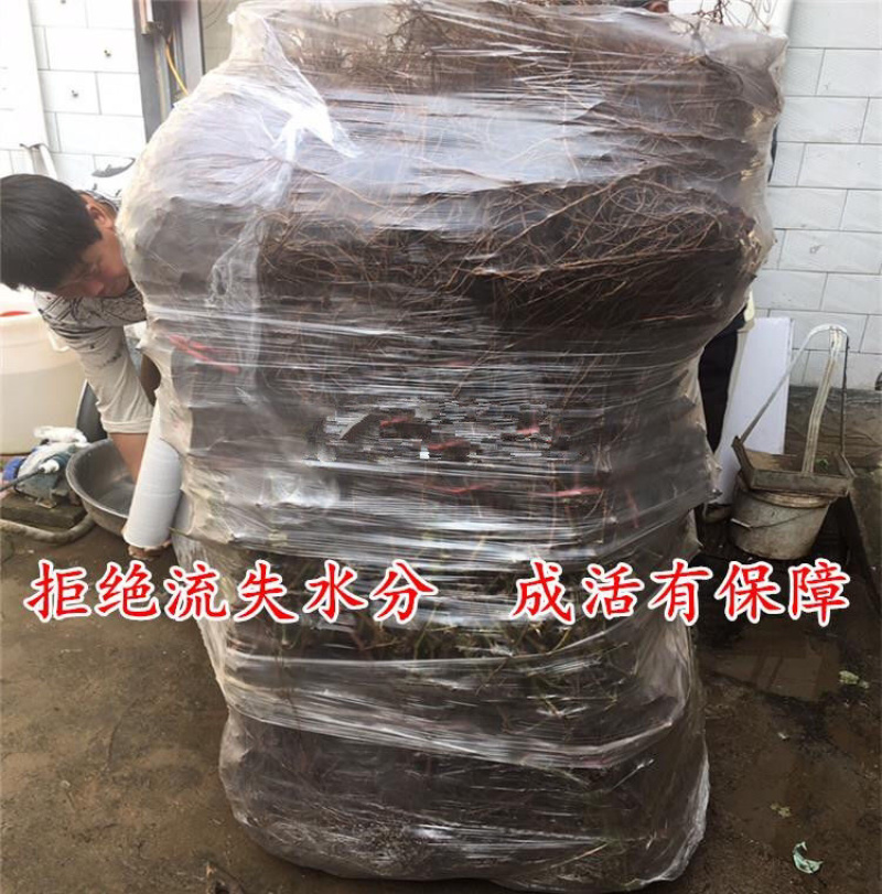 金手指葡萄苗现挖现发包品种包成活死苗补发