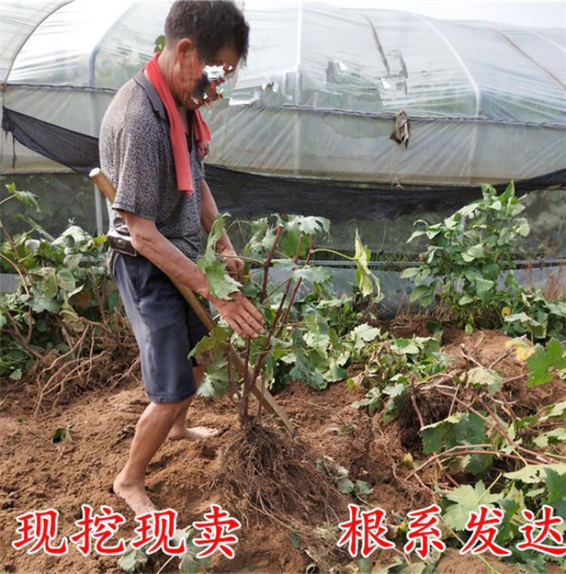 金手指葡萄苗现挖现发包品种包成活死苗补发