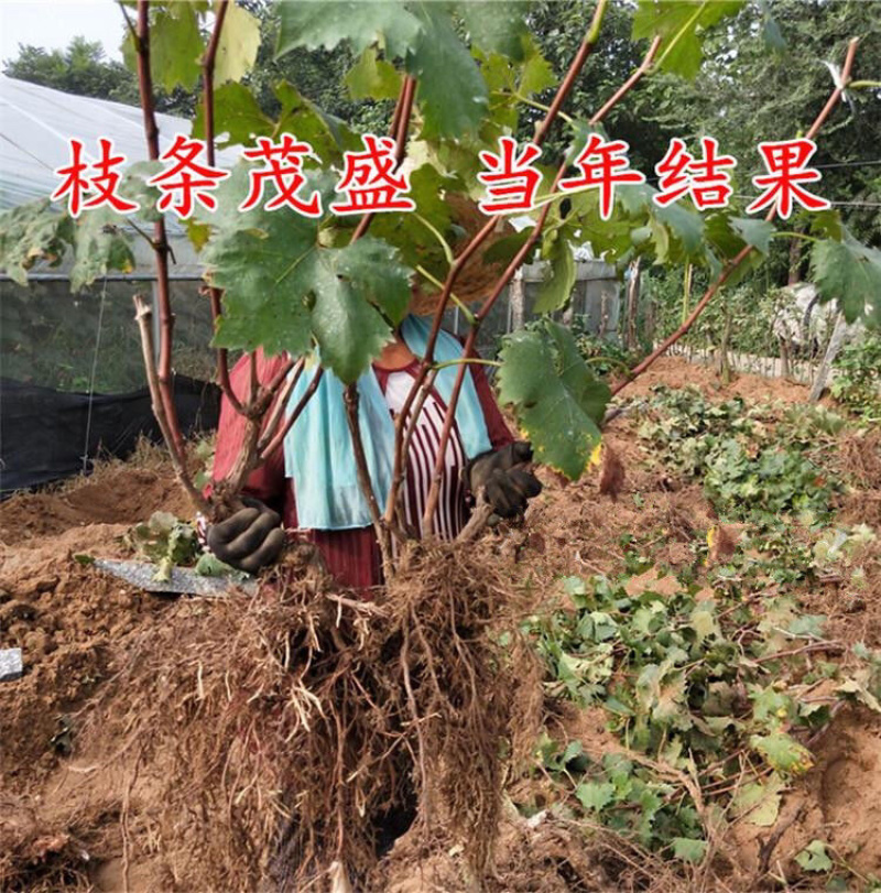 金手指葡萄苗现挖现发包品种包成活死苗补发