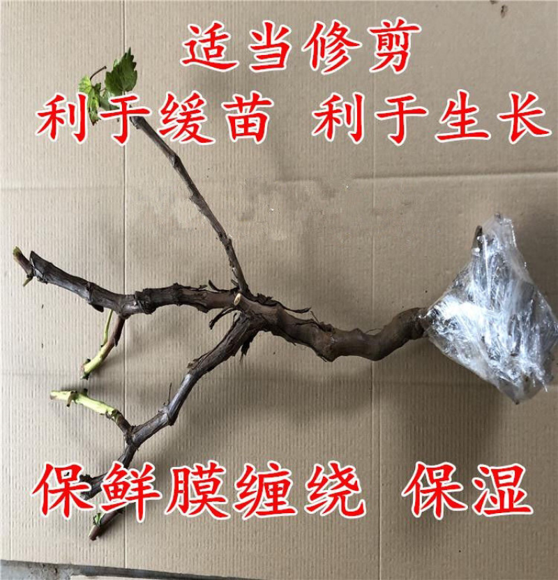金手指葡萄苗现挖现发包品种包成活死苗补发
