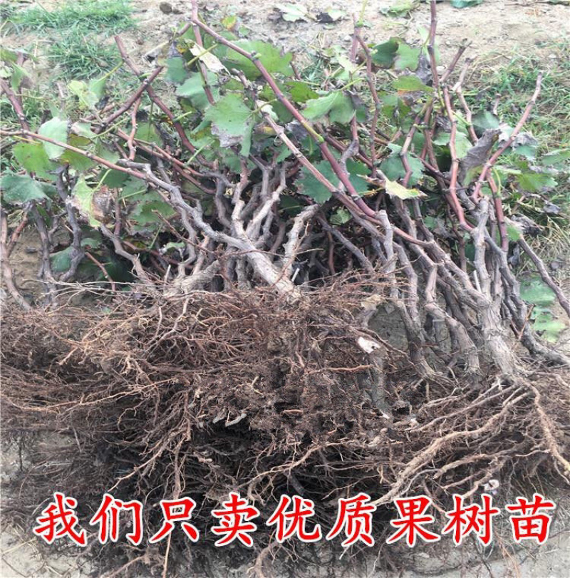金手指葡萄苗现挖现发包品种包成活死苗补发