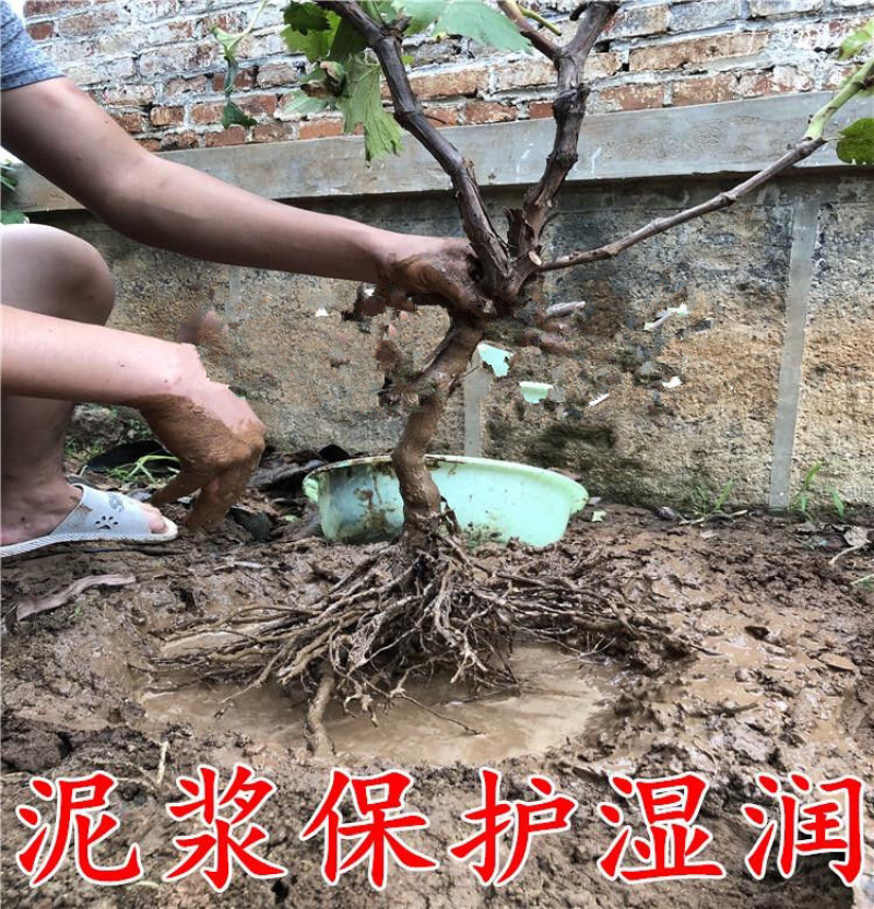 金手指葡萄苗现挖现发包品种包成活死苗补发