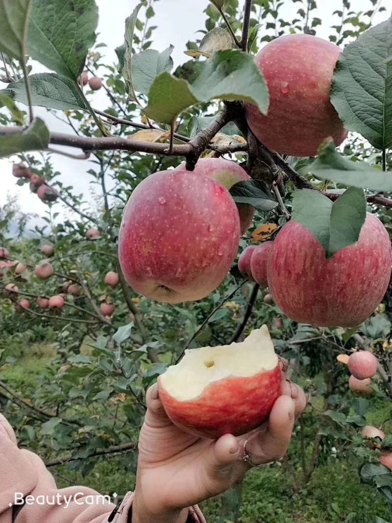 汉源糖心红富士糖分十足