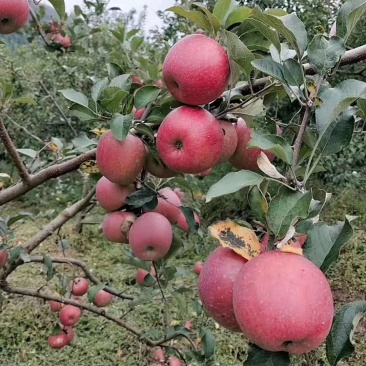 汉源糖心红富士糖分十足