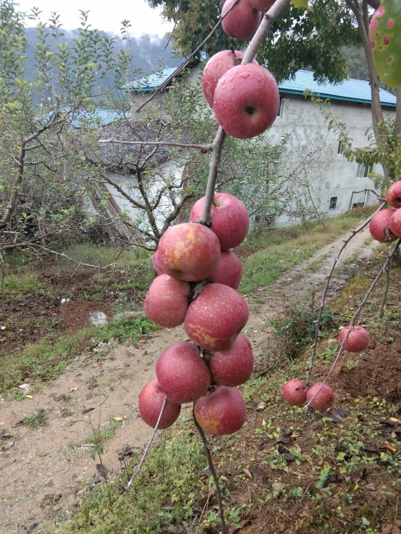 汉源糖心红富士糖分十足