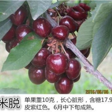 萨米脱樱桃苗基地直销品种纯正保质量死苗补发