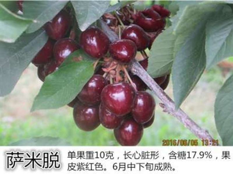 萨米脱樱桃苗基地直销品种纯正保质量死苗补发