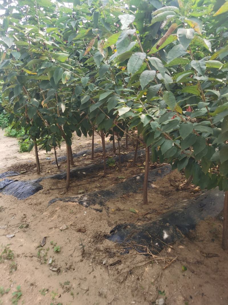 萨米脱樱桃苗基地直销品种纯正保质量死苗补发