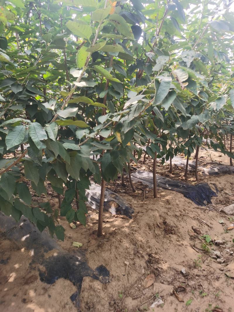 萨米脱樱桃苗基地直销品种纯正保质量死苗补发