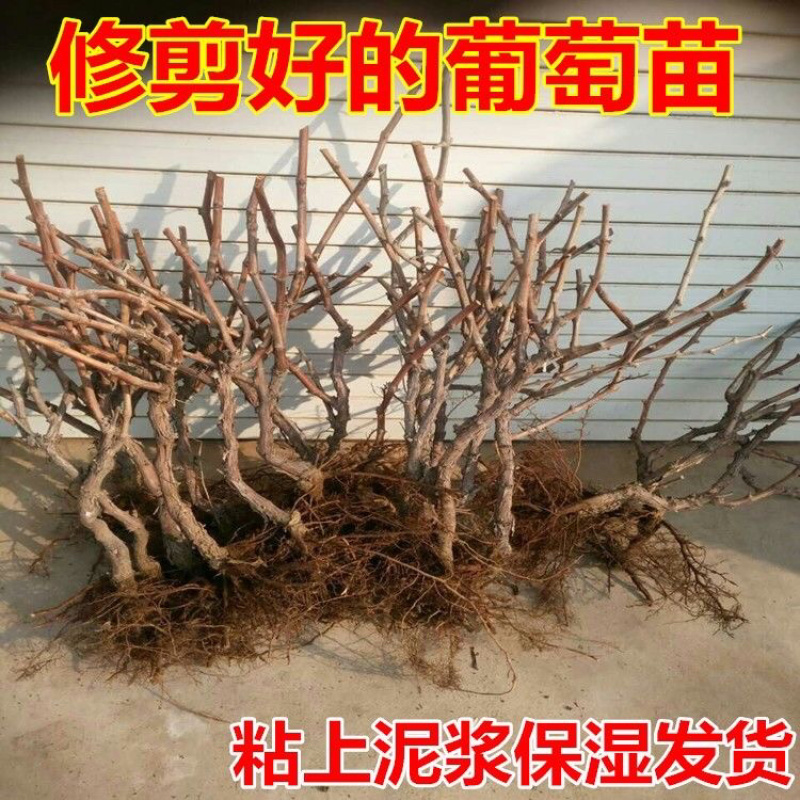巨峰葡萄苗现挖现发包品种包成活死苗补发