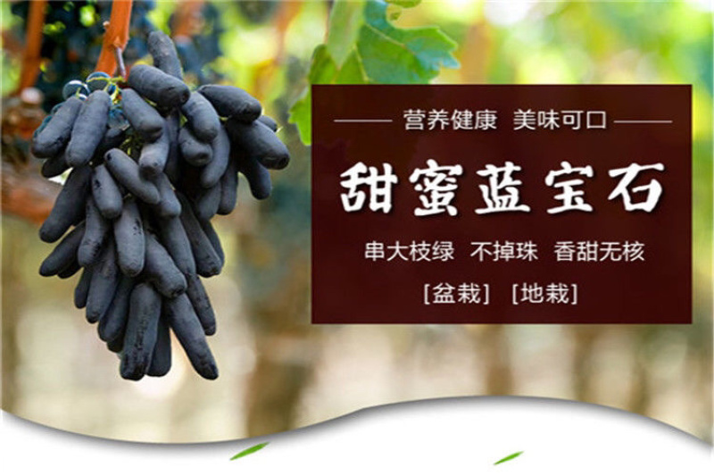 甜蜜蓝宝石葡萄苗现挖现发基地直供死苗补发