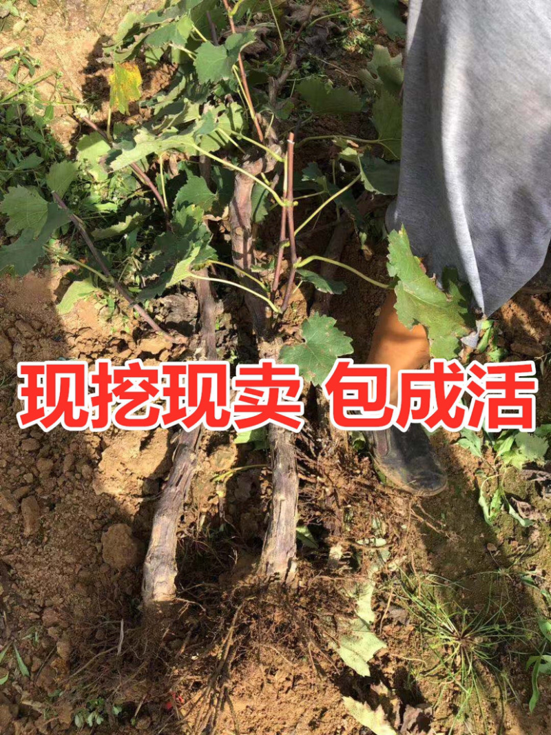 甜蜜蓝宝石葡萄苗现挖现发基地直供死苗补发