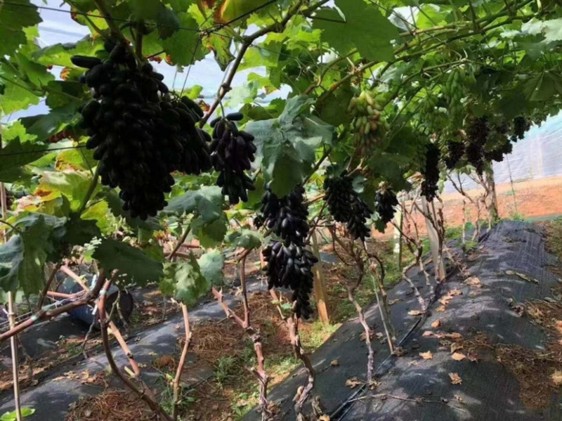 甜蜜蓝宝石葡萄苗现挖现发基地直供死苗补发