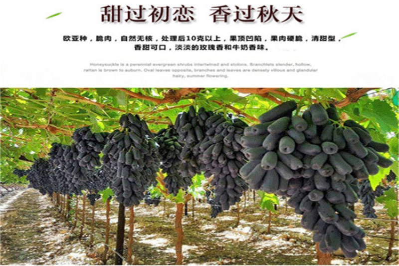 甜蜜蓝宝石葡萄苗现挖现发基地直供死苗补发