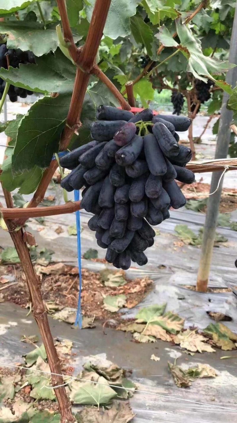 甜蜜蓝宝石葡萄苗现挖现发基地直供死苗补发