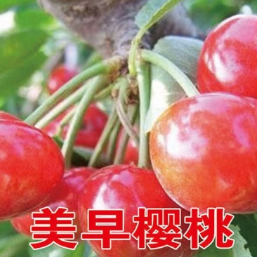 美早樱桃苗基地直销品种纯正假一赔十诚信商家