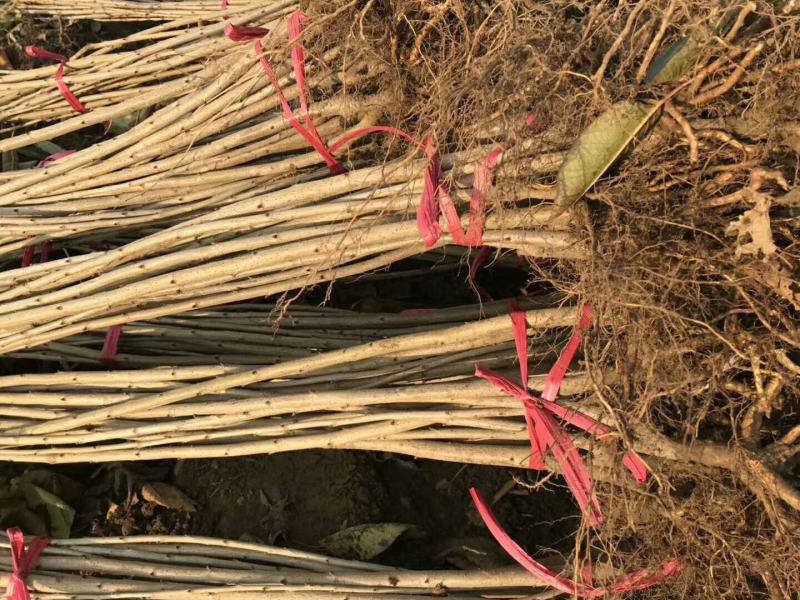 美早樱桃苗基地直销品种纯正假一赔十诚信商家