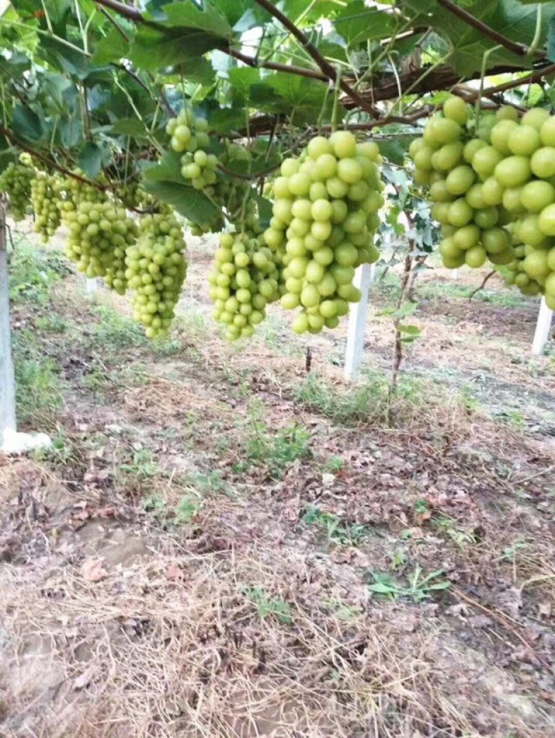 阳光玫瑰葡萄苗现挖现发包品种包成活死苗补发