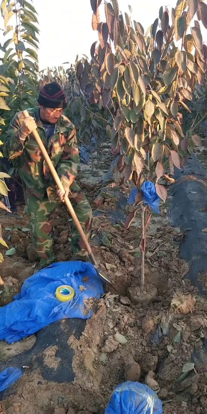 沙蜜豆樱桃苗基地直销品种纯正保质保量死苗补发