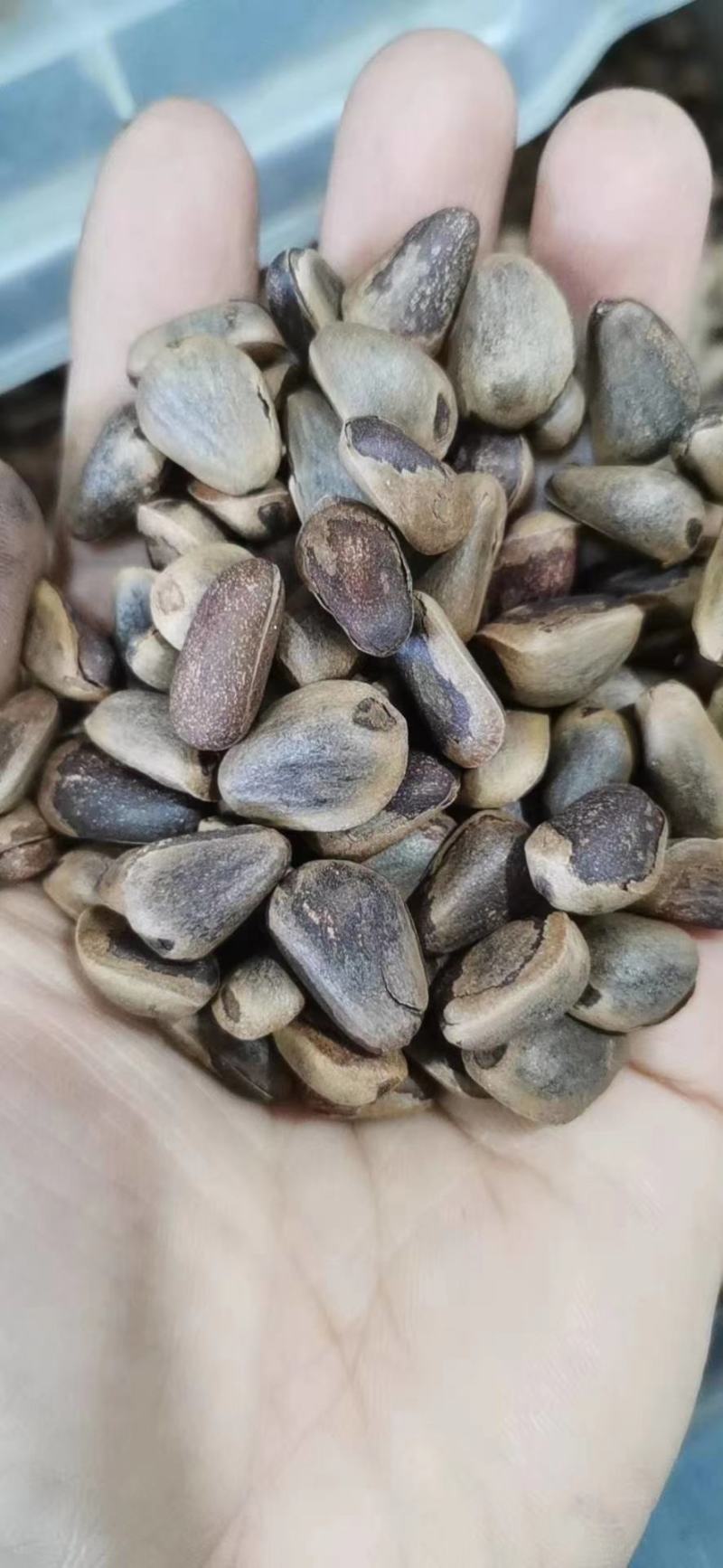 长白山松子，自然成熟人工采收，肉质饱满，吃完口齿留香