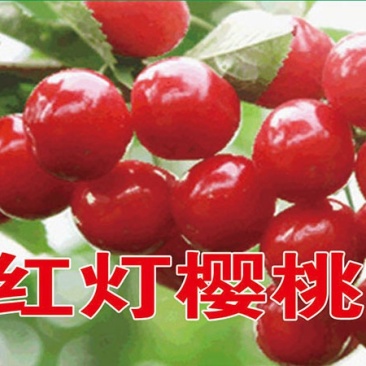 红灯樱桃苗基地直销品种纯正保质保量死苗补发