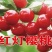 红灯樱桃苗基地直销品种纯正保质保量死苗补发