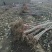 红灯樱桃苗基地直销品种纯正保质保量死苗补发