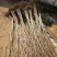 红灯樱桃苗基地直销品种纯正保质保量死苗补发