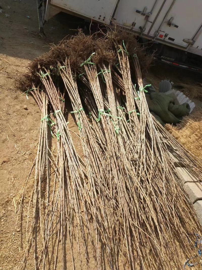 红灯樱桃苗基地直销品种纯正保质保量死苗补发