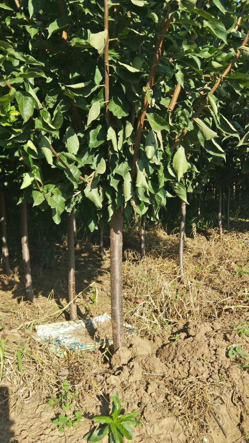 先锋樱桃苗基地直销品种纯正保质保量死苗补发