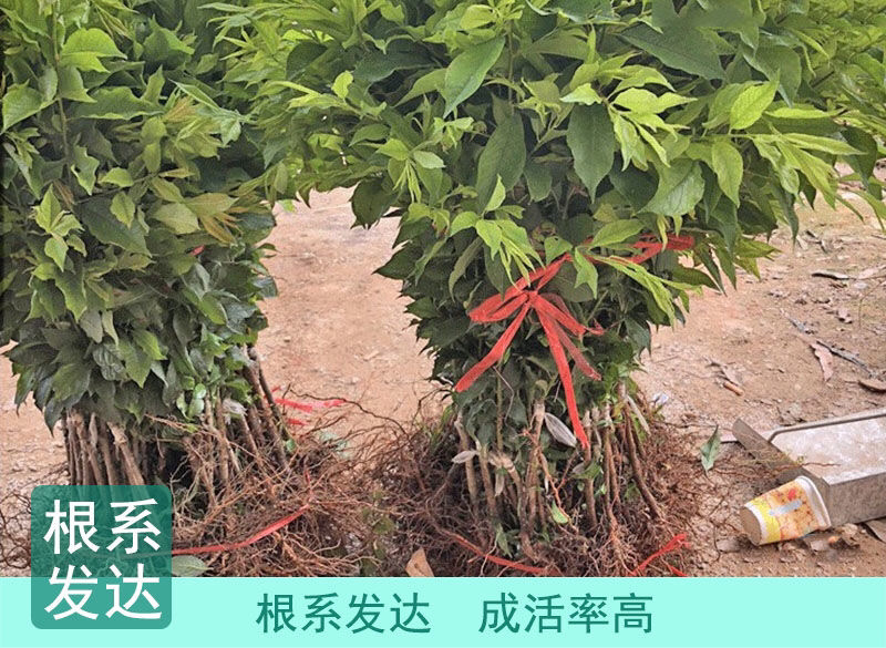 三华李子苗现挖现发品种纯正技术支持死苗补发