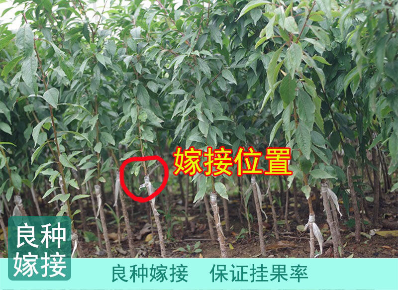 三华李子苗现挖现发品种纯正技术支持死苗补发