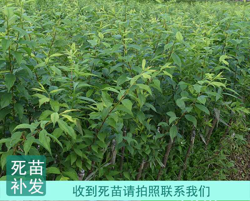 三华李子苗现挖现发品种纯正技术支持死苗补发