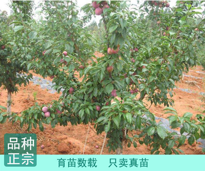三华李子苗现挖现发品种纯正技术支持死苗补发