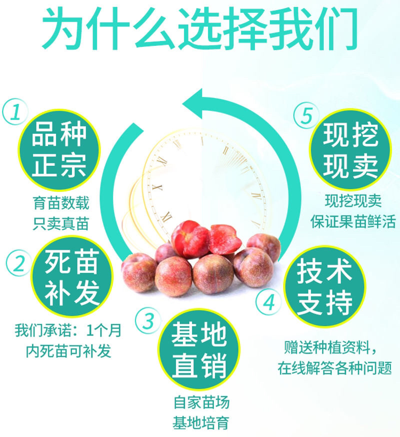 三华李子苗现挖现发品种纯正技术支持死苗补发