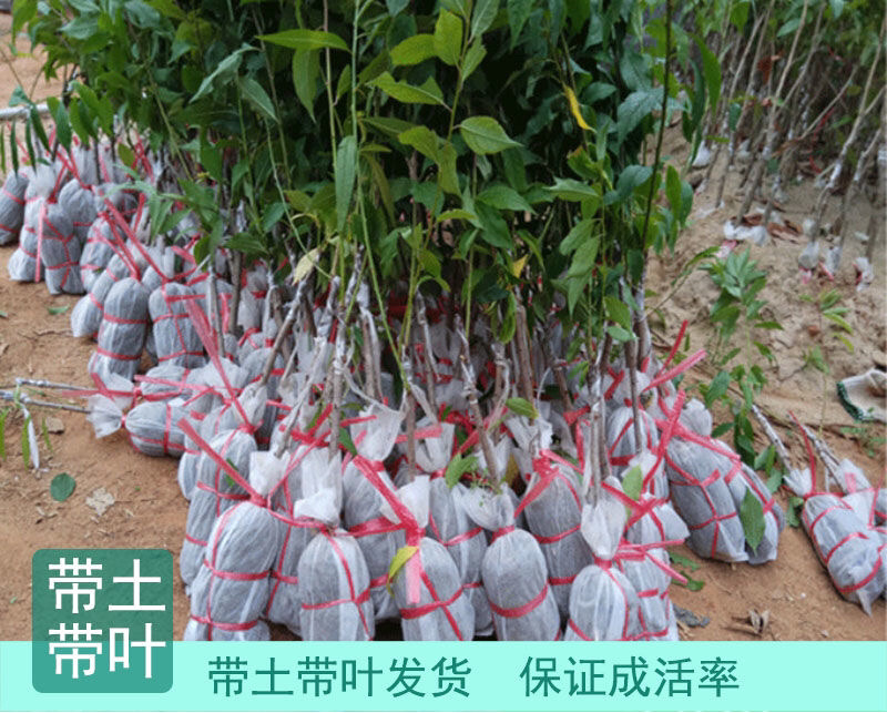 西梅李子苗现挖现发基地发货品种纯正死苗补发