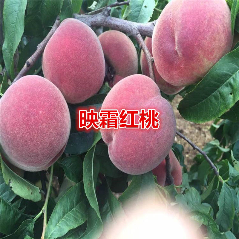 映霜红桃苗现挖现发技术指导品种纯正死苗补发