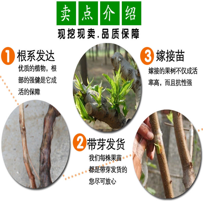 映霜红桃苗现挖现发技术指导品种纯正死苗补发