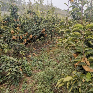 大量批发晚秋黄梨，口感特甜，